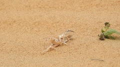 Phrynocephalus interscapularis