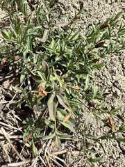 Dyschoriste linearis