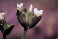 Sebaea albidiflora