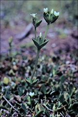 Sebaea albidiflora