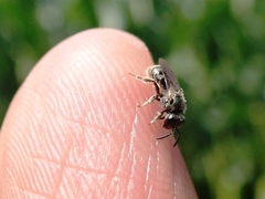 Lasioglossum hitchensi