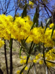 Acacia neriifolia