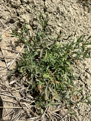 Dyschoriste linearis