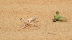 Phrynocephalus interscapularis