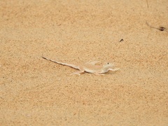 Phrynocephalus interscapularis