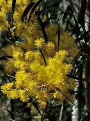 Acacia neriifolia