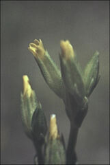 Sebaea ovata