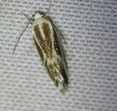 Ponometia alata