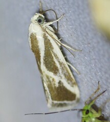 Ponometia alata