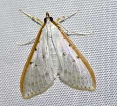 Palpita nigropunctalis