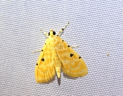 Notarcha aurolinealis