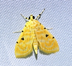 Notarcha aurolinealis