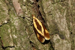 Harpella forficella