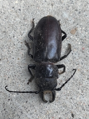 Nothopleurus lobigenis