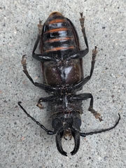 Nothopleurus lobigenis