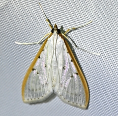 Palpita nigropunctalis