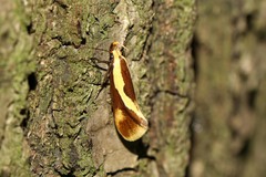 Harpella forficella