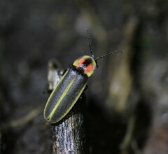 Photinus knulli