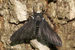 Biston betularia carbonaria