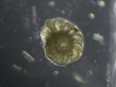 Lituolida