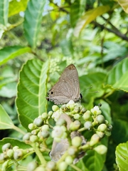 Deudorix epijarbas
