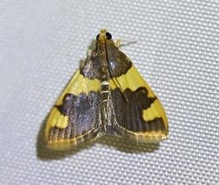 Rehimena phrynealis