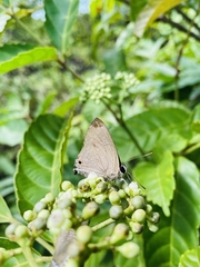 Deudorix epijarbas