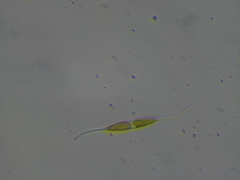 Nitzschia reversa