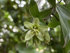 Passiflora obtusifolia