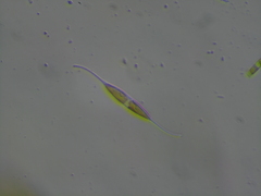 Nitzschia reversa