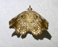 Pangrapta lunulata