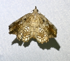 Pangrapta lunulata