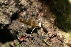 Argyresthia goedartella