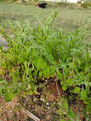 Coleus amboinicus