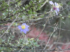 Setchellanthus caeruleus
