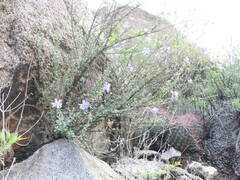 Setchellanthus caeruleus