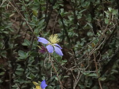 Setchellanthus caeruleus