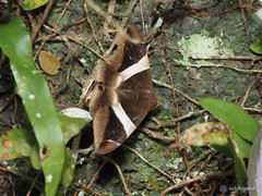 Bastilla praetermissa