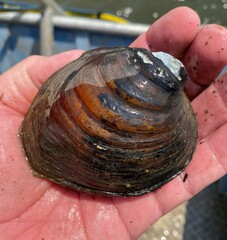 Reginaia ebenus