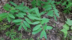 Apocynum × floribundum