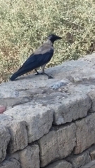 Corvus cornix