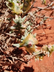 Maireana platycarpa