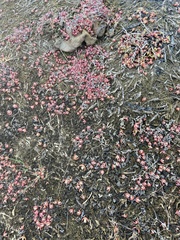 Suaeda arctica