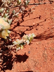 Maireana platycarpa
