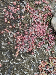 Suaeda arctica