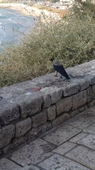 Corvus cornix