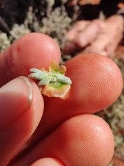 Maireana platycarpa