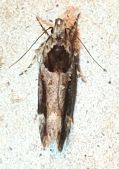 Pseudochelaria walsinghami