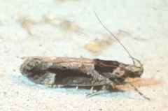 Pseudochelaria walsinghami