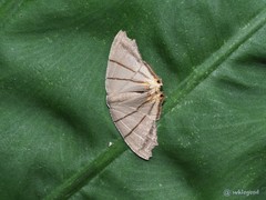 Orudiza protheclaria